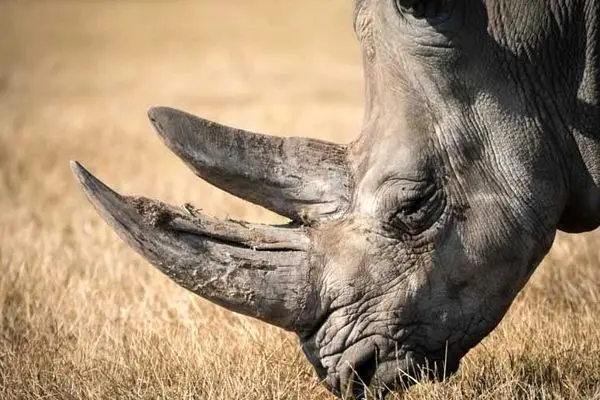 تقابل عجیب گوزن ۱۳ کیلویی مقابل کرگدن ۱.۷ تنی