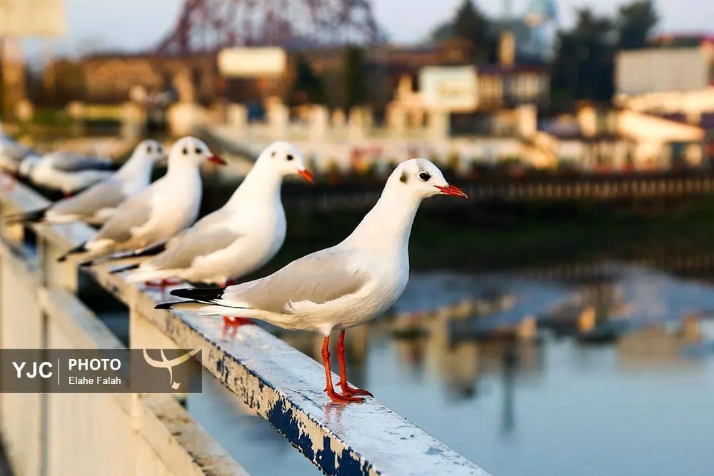 تصاویر؛ کاکایی‌ها؛ تماشایی‌ترین رفت‌وآمد زمستانی انزلی 10