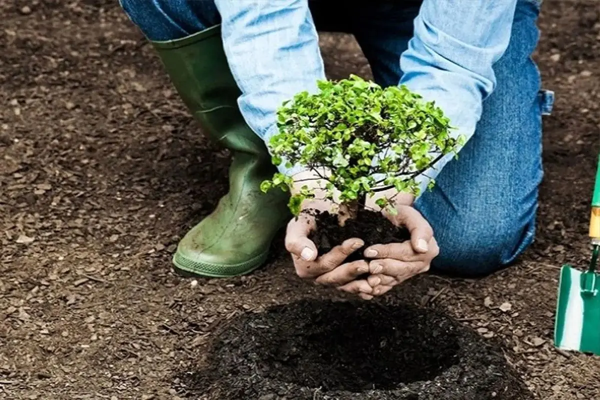 پالیز نهال مرکز تولید و فروش نهال های مثمر و غیرمثمر با ارسال به سراسر کشور