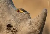عکس‌های برگزیده حیات‌وحش در سال ۲۰۲۶