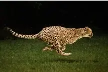 تصاویر هوایی از تعقیب نفس‌گیر گوزن یالدار توسط یوزپلنگ‌