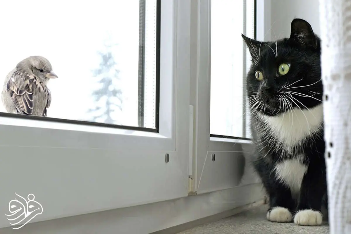 چرا گربه‌ها جیک‌جیک می‌کنند؟!