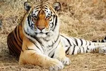 ببینید؛ پناه بردن یک مرد به درخت از دست ببر 