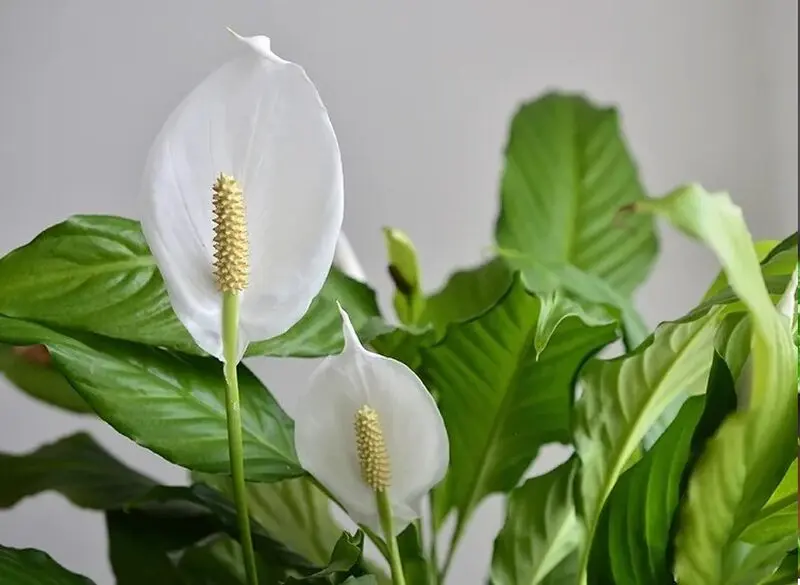  گیاهان آپارتمانی