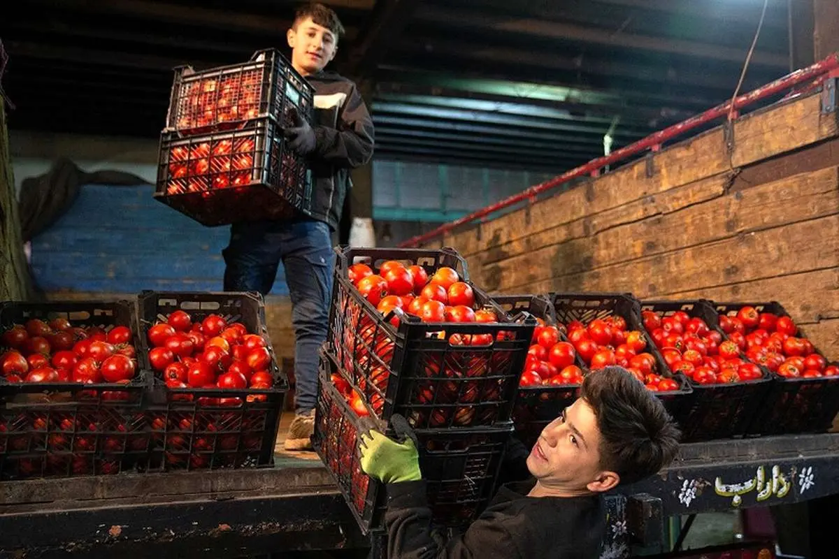 جهش 41 درصدی قیمت گوجه فقط در یک ماه!