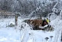 تصاویر؛ صحنه‌هایی از خطوط مقدم یخ‌زده جنگ اوکراین
