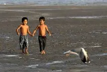 تصاویر؛ مرغان دریایی در سواحل خلیج فارس