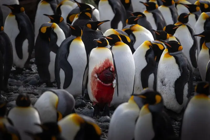 A wounded king penguin stands among the crowd with blood covering the chest and belly after bein