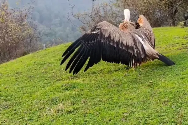 ببینید؛ پرواز دوباره کرکس درمان شده بر فراز ارتفاعات گردنه حیران 