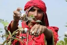 پروژه‌های TIKA در کشاورزی: افزایش تولید یا بدهی برای کشاورزان محلی؟