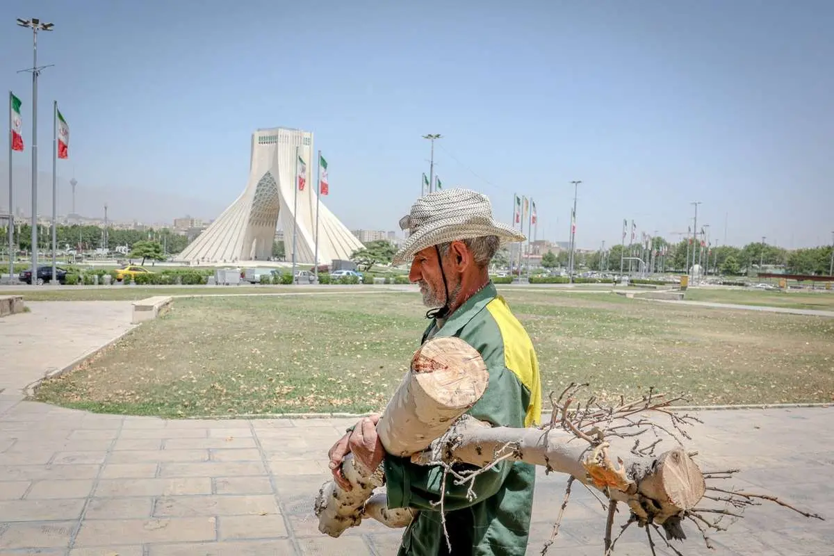 تصاویر؛ قطع درختان میدان «آزادی»