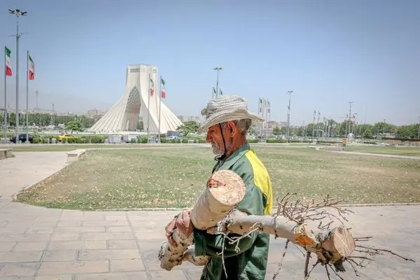 تصاویر؛ قطع درختان میدان «آزادی»