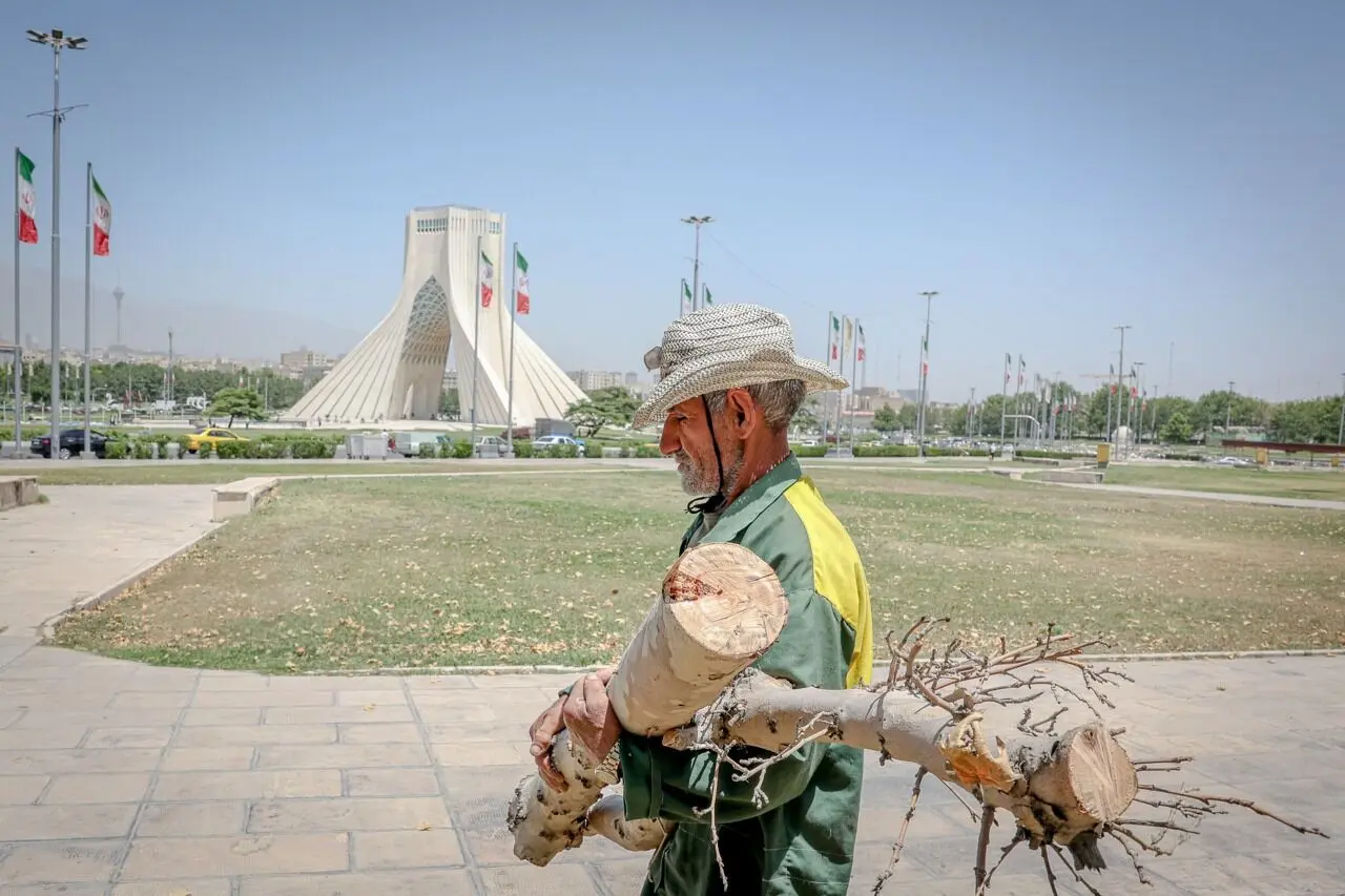 تصاویر؛ قطع درختان میدان «آزادی»