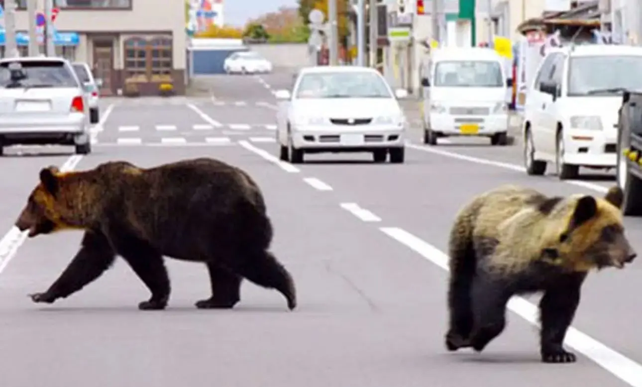 ارتش ژاپن برای مقابله با هجوم خرس‌ها به مناطق شهری مستقر شد

