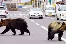 ارتش ژاپن برای مقابله با هجوم خرس‌ها به مناطق شهری مستقر شد

