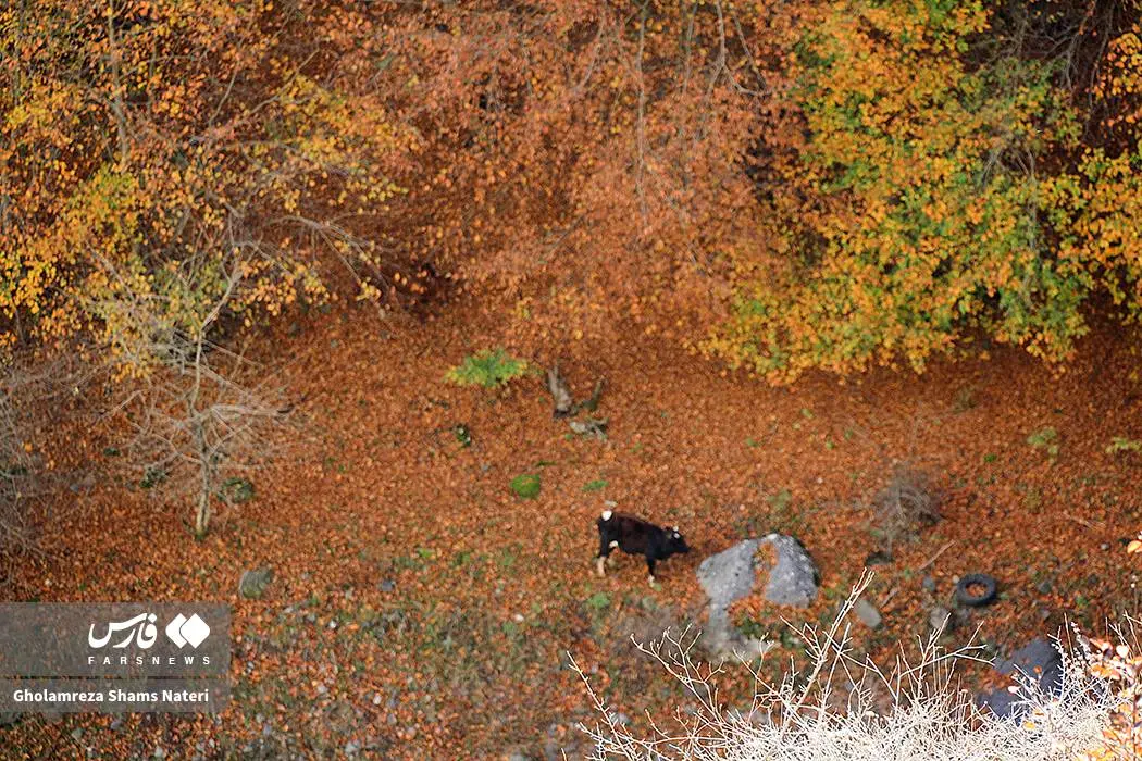 عکس صفحه گوشی پاییز