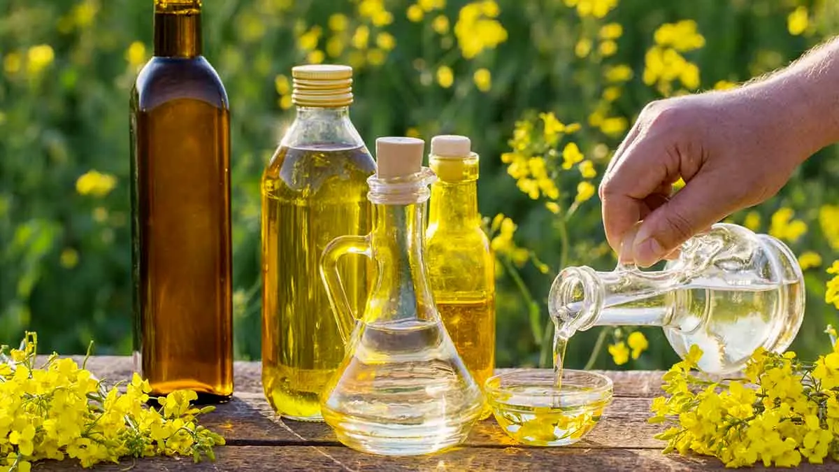 روغن کانولا؛ علم درباره این روغن نفرت انگیز چه می گوید؟!