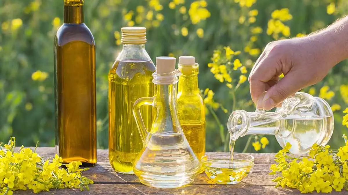 روغن کانولا؛ علم درباره این روغن نفرت انگیز چه می گوید؟!