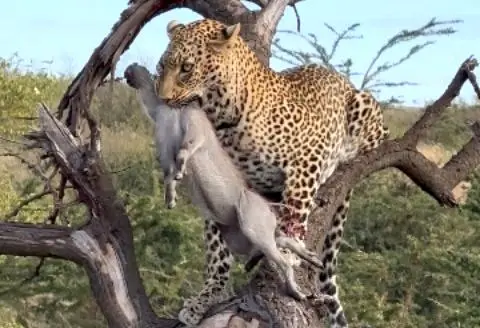 شکار بی‌رحمانه بچه‌گراز توسط پلنگ مقابل دیدگان والدین  