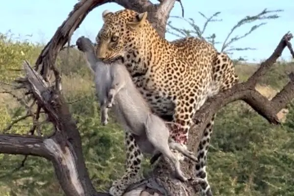 شکار بی‌رحمانه بچه‌گراز توسط پلنگ مقابل دیدگان والدین  