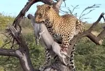 شکار بی‌رحمانه بچه‌گراز توسط پلنگ مقابل دیدگان والدین  