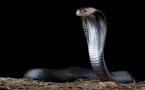 نجات معجزه‌آسای مار با تنفس دهان‌به‌دهان خبرساز شد