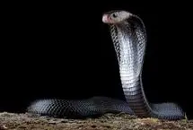 نجات معجزه‌آسای مار با تنفس دهان‌به‌دهان خبرساز شد