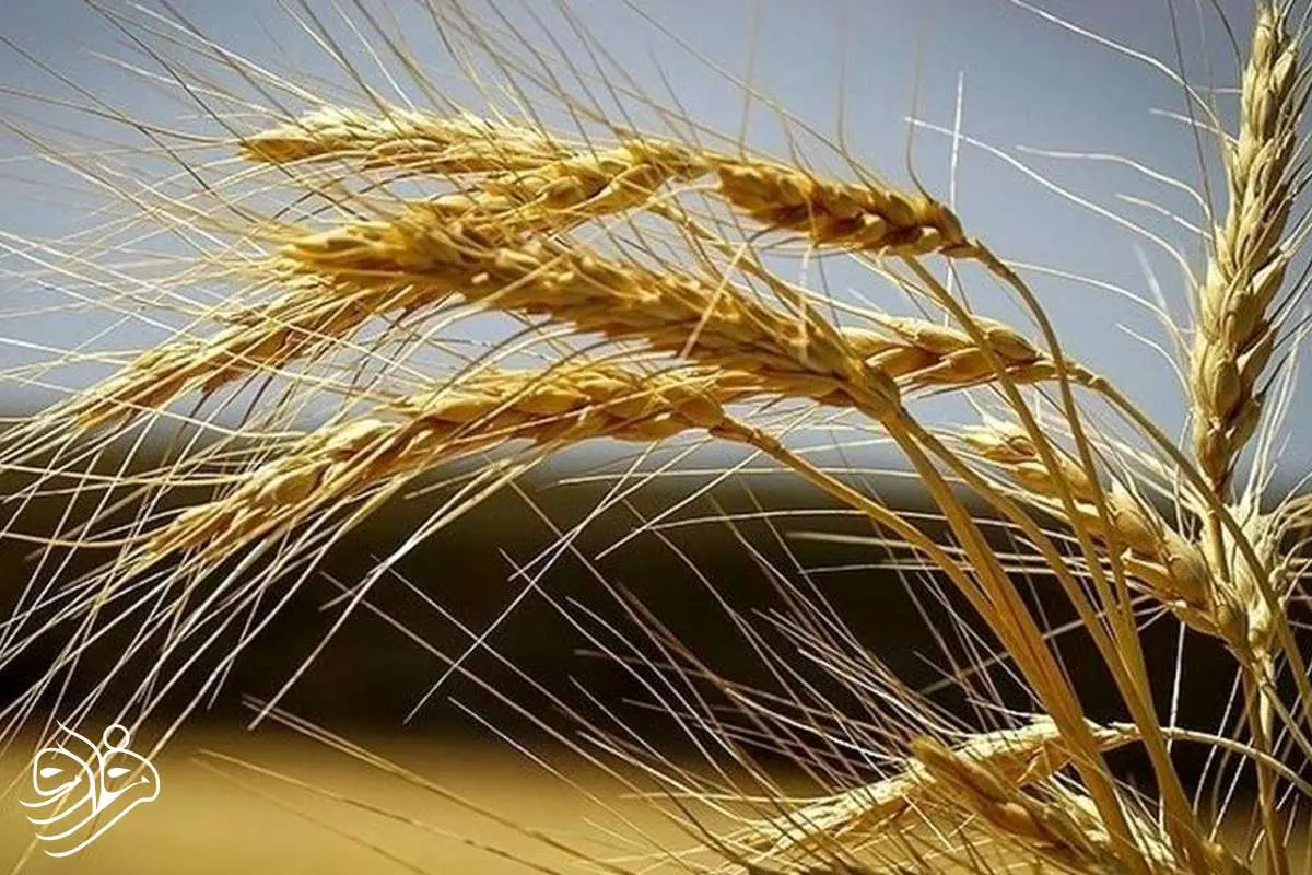 گندم هوشمندی که خودش کود تولید می کند!