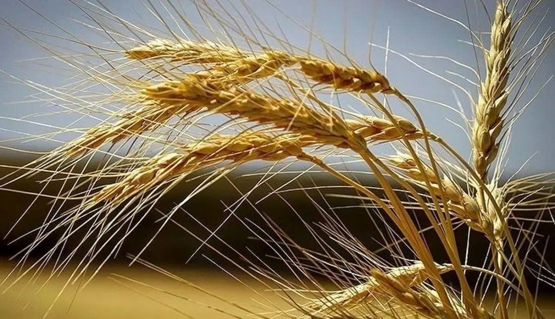 گندم هوشمندی که خودش کود تولید می کند!