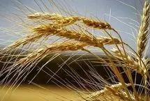 گندم هوشمندی که خودش کود تولید می کند!