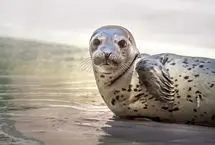 خوابیدن فوک در اعماق دریا