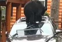 حمله خرس مادر و توله‌اش به خودروی گردشگران 