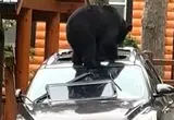 حمله خرس مادر و توله‌اش به خودروی گردشگران 