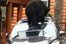 حمله خرس مادر و توله‌اش به خودروی گردشگران 