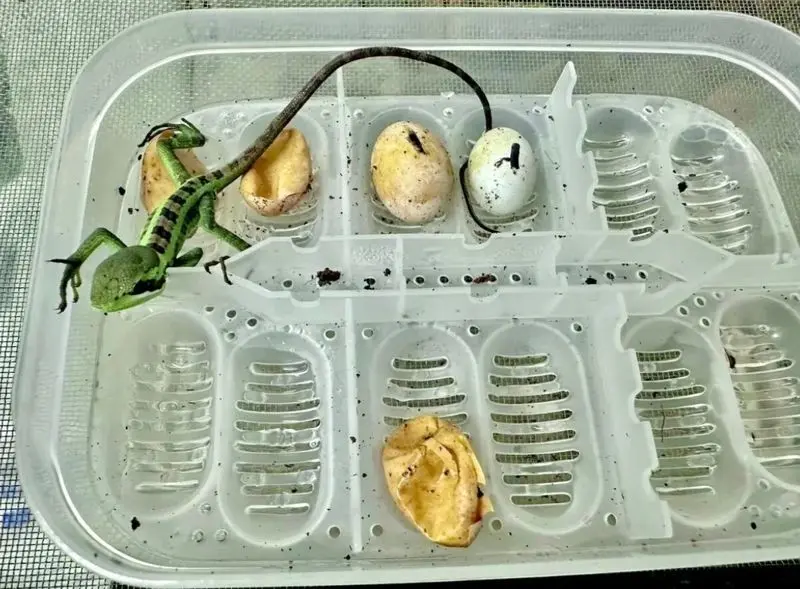 ایگوانا