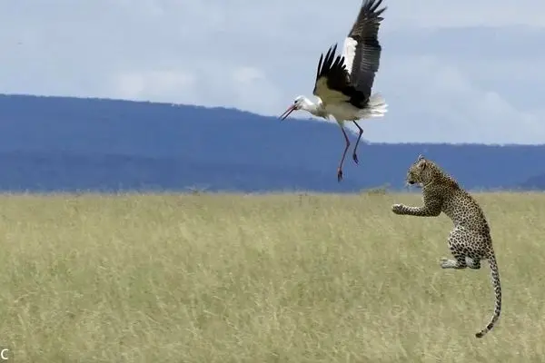 پنهان‌کاری برگ برنده شکار توسط یک پلنگ