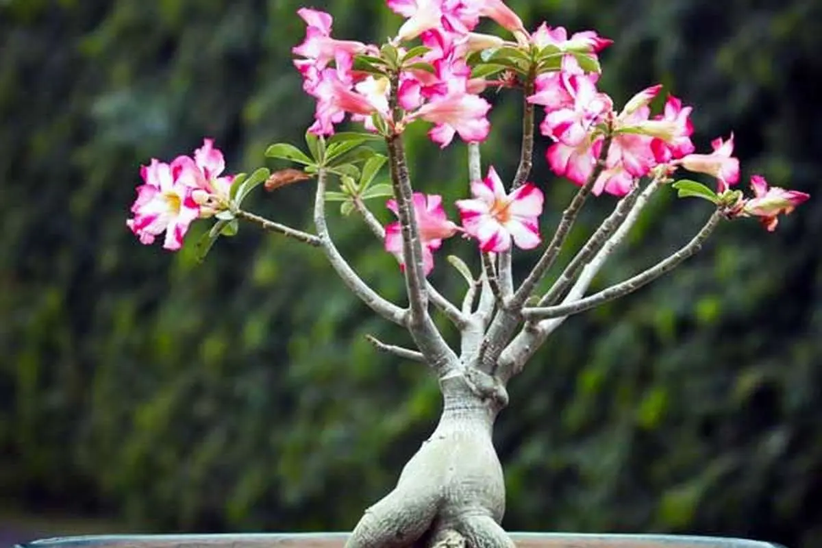 راهنمای نگهداری و تکثیر گل آدنیوم