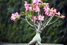 راهنمای نگهداری و تکثیر گل آدنیوم