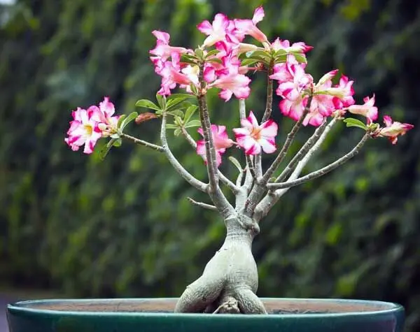 راهنمای نگهداری و تکثیر گل آدنیوم