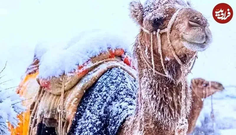 عربستان