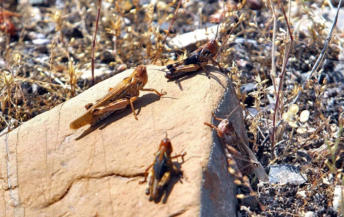 بخش‌هایی از کشور که ممکن است مورد حمله ملخ‌های مهاجر قرار بگیرد