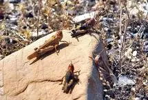 بخش‌هایی از کشور که ممکن است مورد حمله ملخ‌های مهاجر قرار بگیرد