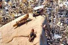 بخش‌هایی از کشور که ممکن است مورد حمله ملخ‌های مهاجر قرار بگیرد