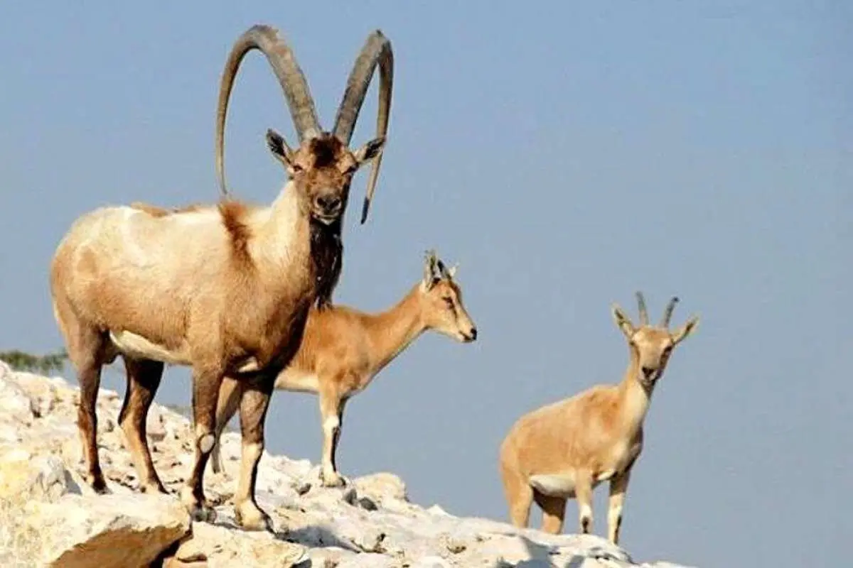 ببینید؛ دوستی شگفت‌انگیز آذرخانم با حیات وحش