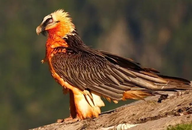 «هما» در فرهنگ ایران چه نقشی دارد؟