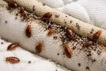 چگونه از شر ساس های خانگی خلاص شویم؟