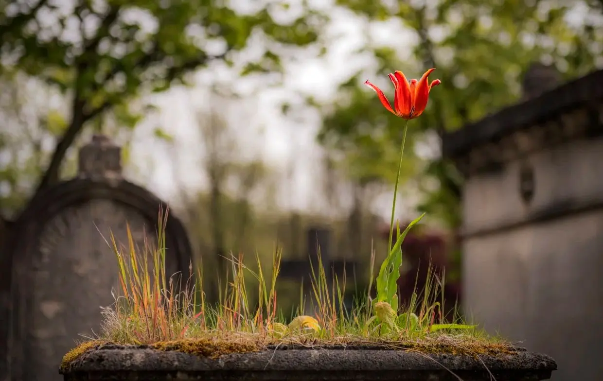 «تئوری تشییع جنازه» چیست و چرا برای خوشبختی توصیه می‌شود؟