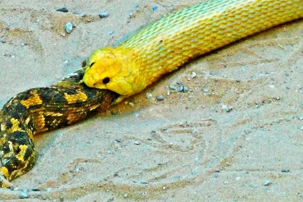 مار خوش‌شانس به لطف نیروی جاذبه از دهان کبرا فرار کرد