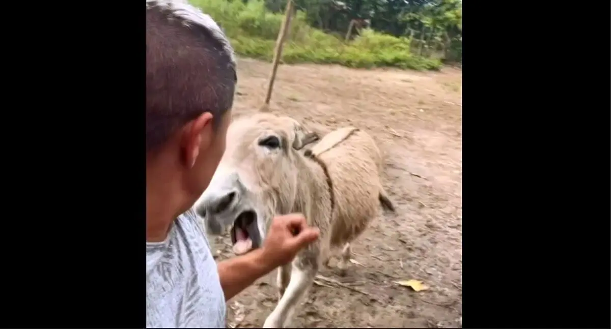 ببینید؛ وقتی خر عصبانی دست مرد را محکم گاز گرفت 
