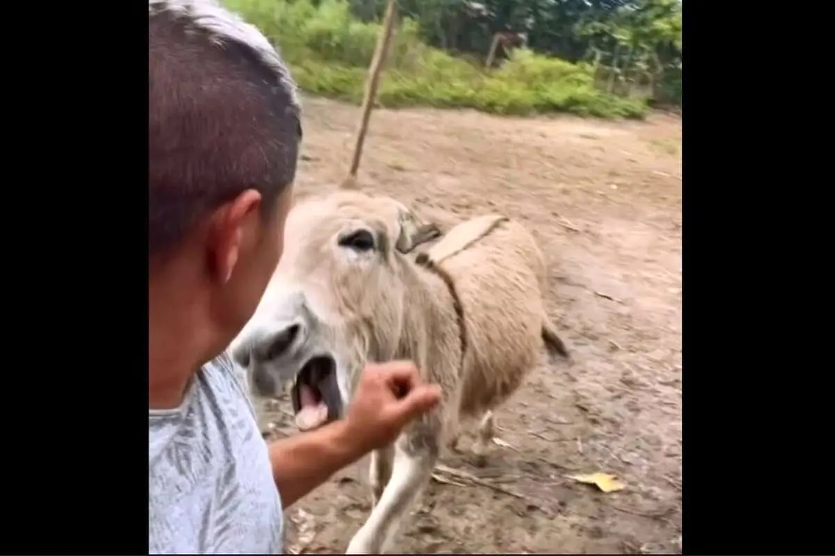 ببینید؛ وقتی خر عصبانی دست مرد را محکم گاز گرفت 
